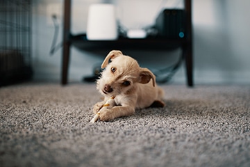 Rug Cleaning London