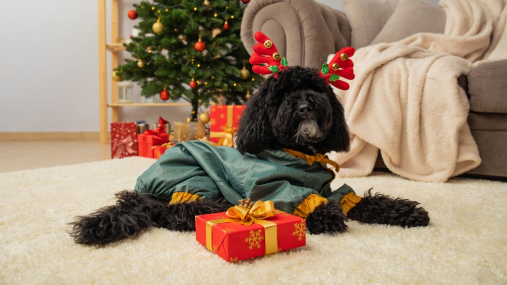 Why Get Professional Carpet Cleaning Before the Holidays?