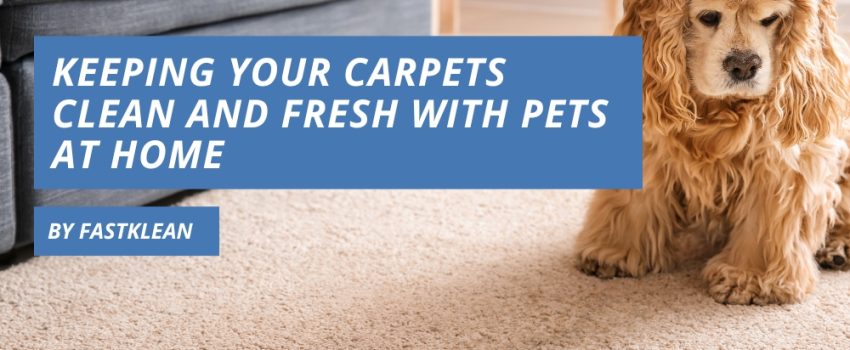 Carpets Clean With Pets